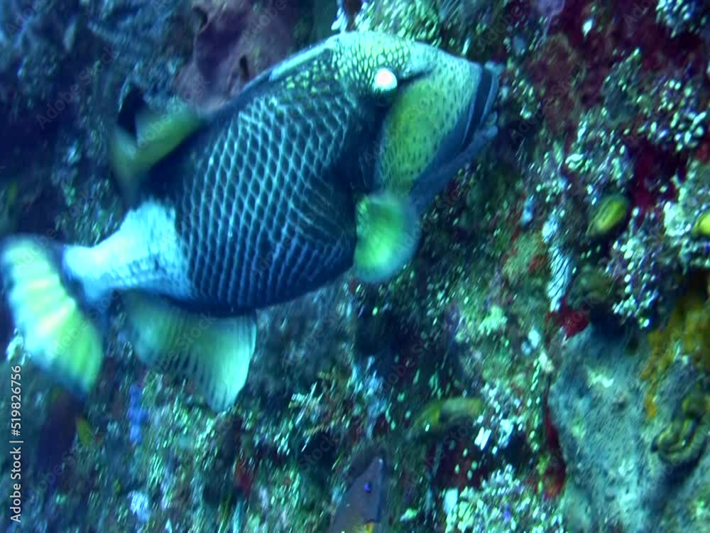 Titan triggerfish (Balistoides viridescens) eating Titan triggerfish (Balistoides viridescens) eating