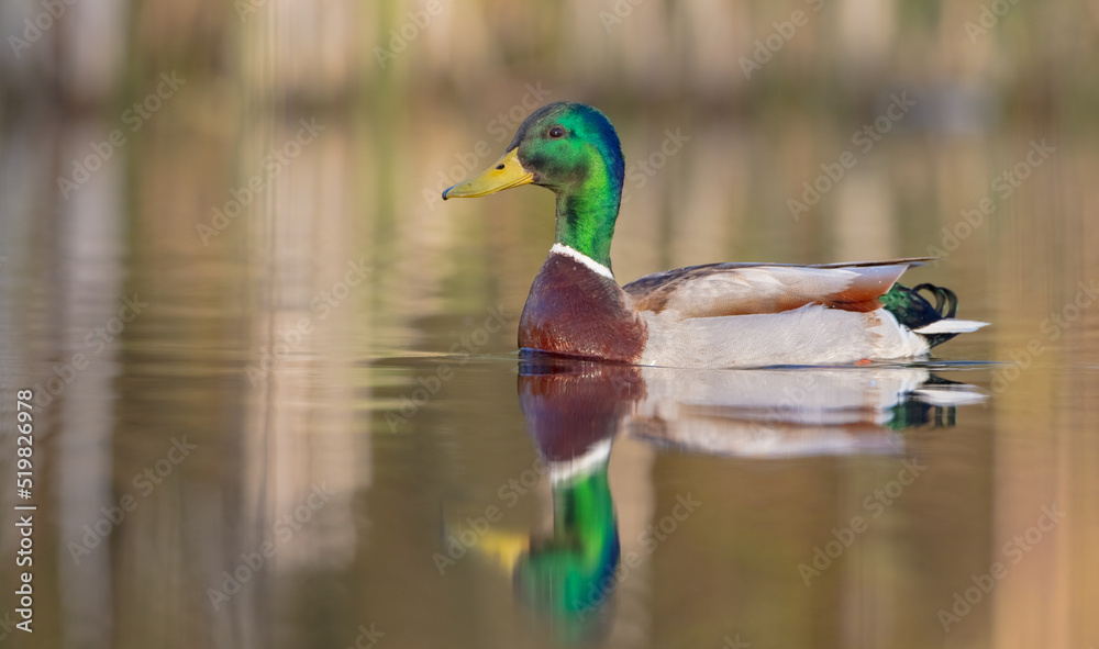 Obraz premium Mallard - male bird at a small lake in spring