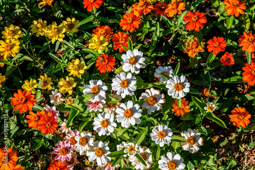 Fotografi bright multicolored zinnia flowers blooming in green garden