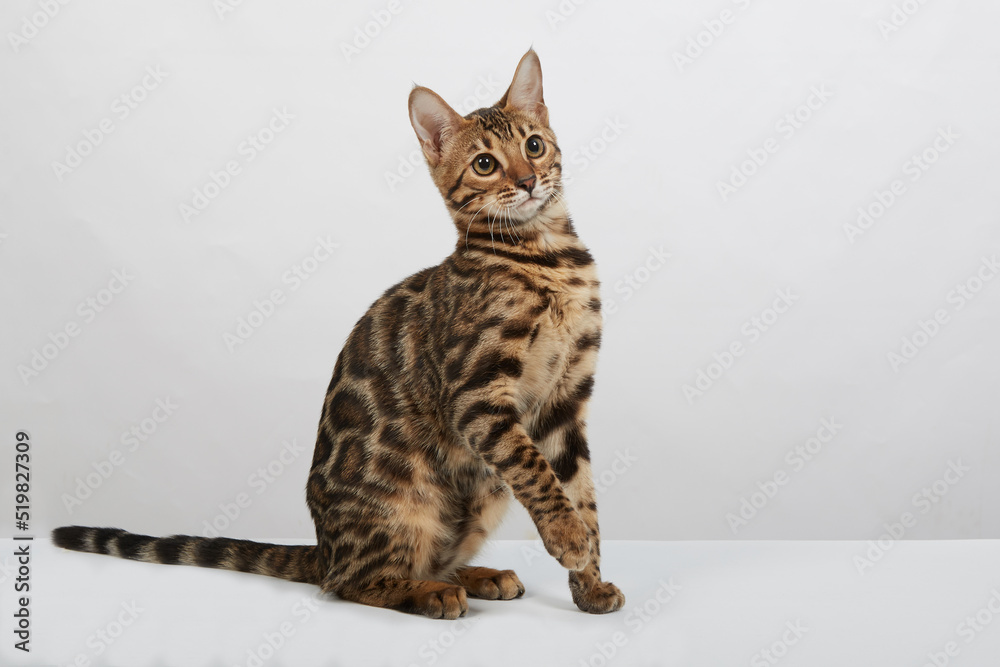 a bengal cat kitten on a white background