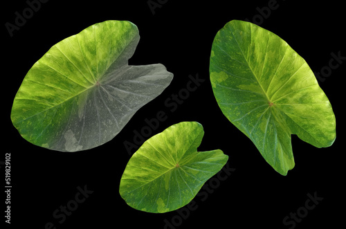 Pattern three leaf of colocasia lemon lime gecko isolated on black background for design or decoration advertising product, tropical plant, flat lay, beautiful nature leaves, hoseplant photo