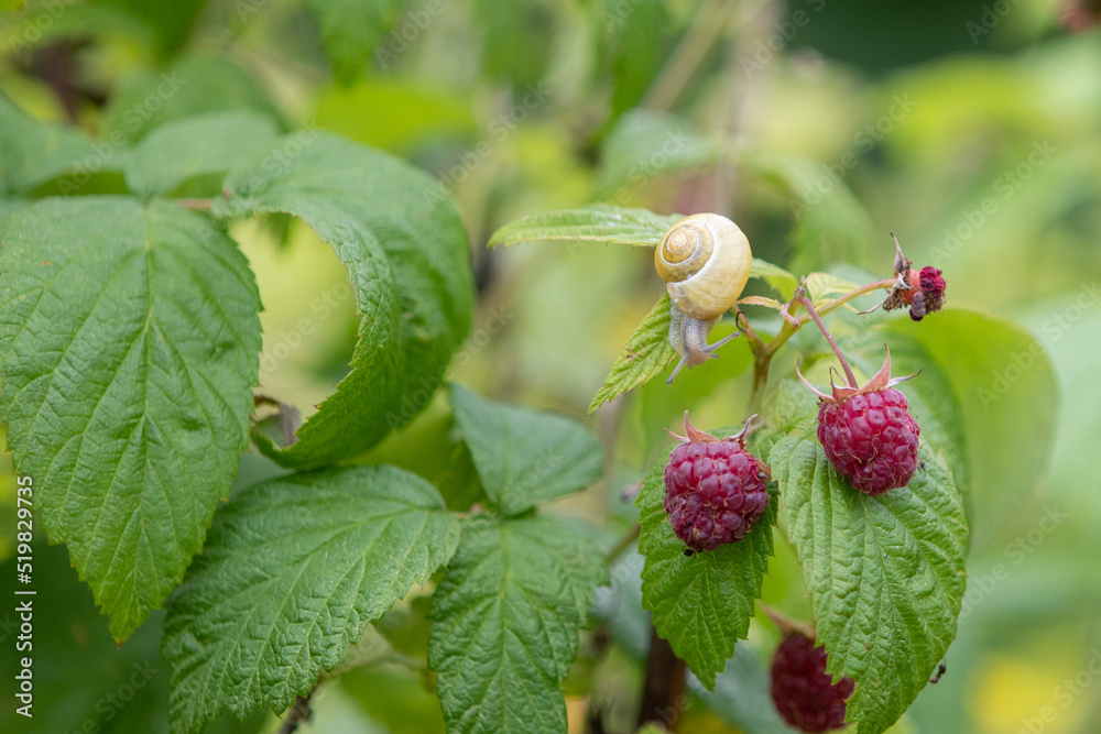 Ripped raspberries on a bush with a snail in a yellow shell Ripped raspberries on a bush with a snail in a yellow shell