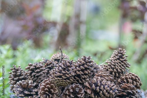 A pile of pine cones