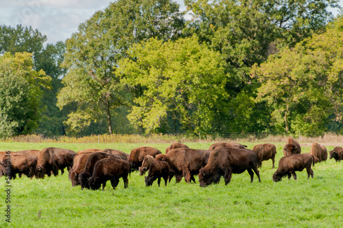 Bison, or Buffalo, Grazing In Pasture © Barbara