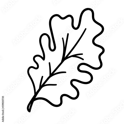 Vector hand drawn doodle Oak sketch Leaf. Vector isolated Cartoon Fall Botanical illustration.