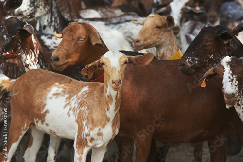 Spanish Goats photo