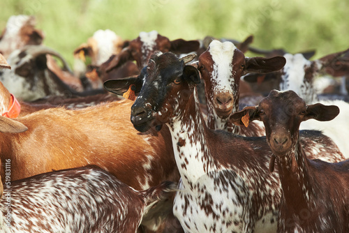 Fototapeta Naklejka Na Ścianę i Meble -  Spanish Goats
