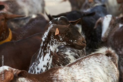 Spanish Goats photo