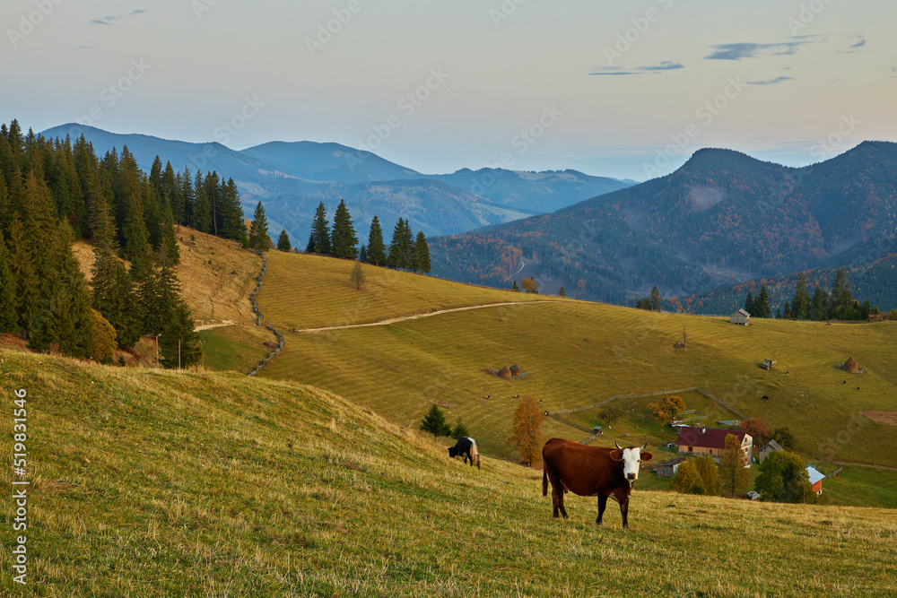 Mountain landscape with cows. Peaceful atmosphere.