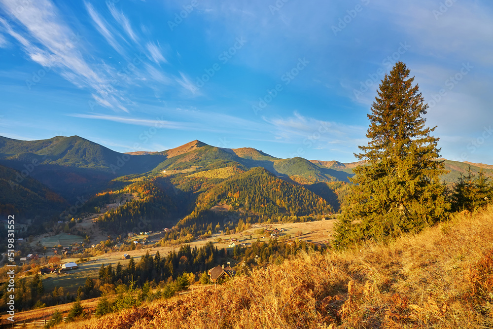 beautiful mountains and pines, View of mountains and pines in autumn, Aerial View On Spacious Pine Forest At Sunrise