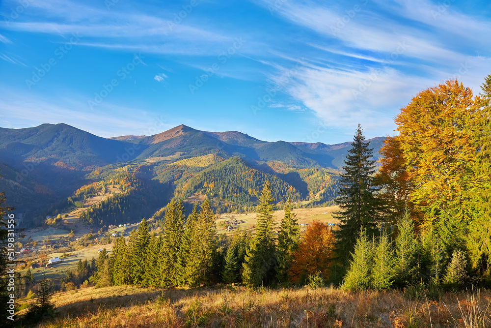 beautiful mountains and pines, View of mountains and pines in autumn, Aerial View On Spacious Pine Forest At Sunrise