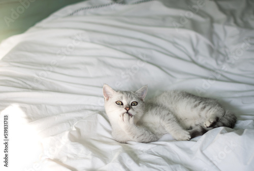 small kitten Scottish straight white with gray stripes is washed in a white bed