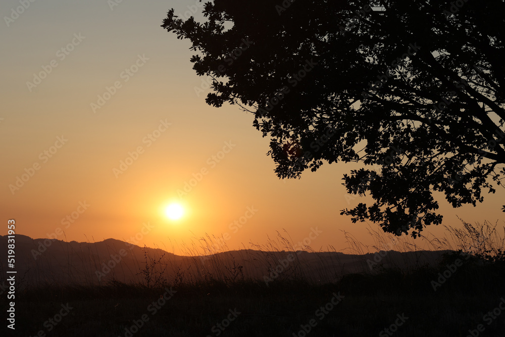 silhouette of tree branches and grass in front of a sunset on the hills silhouette of tree branches and grass in front of a sunset on the hills