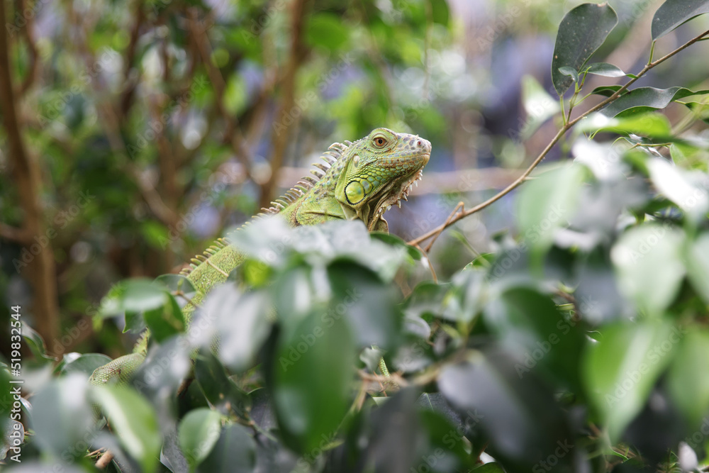 Iguana on a tree. Large herbivorous lizard of the iguana family Iguana on a tree. Large herbivorous lizard of the iguana family