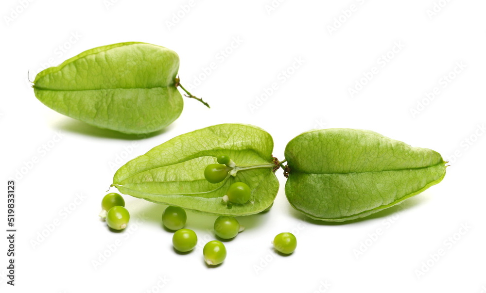 Unripe golden rain tree fruit, pride of India, China tree and varnish