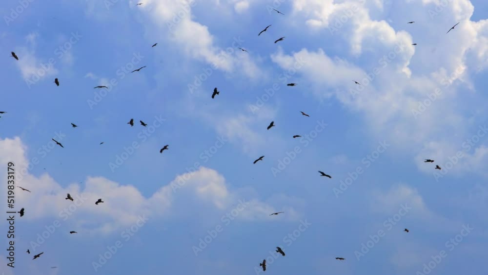 Flock of black birds flying and circling in the blue sky. Chaotic flock movement Flock of black birds flying and circling in the blue sky. Chaotic flock movement