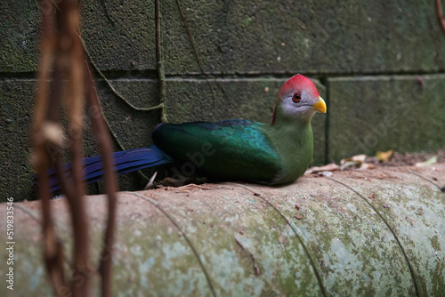Turaco Fischer is a species of bird from the Turac family. exotic bird photo