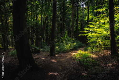 Wallpaper Mural path in the forest Torontodigital.ca