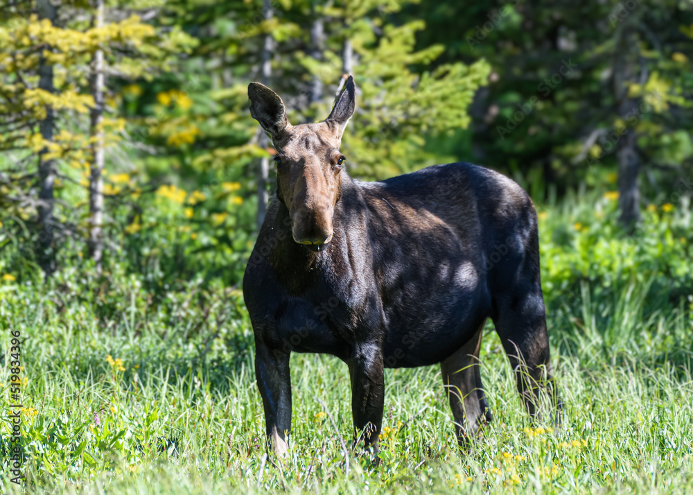 Moose in the Colorado Rocky Mountains Moose in the Colorado Rocky Mountains