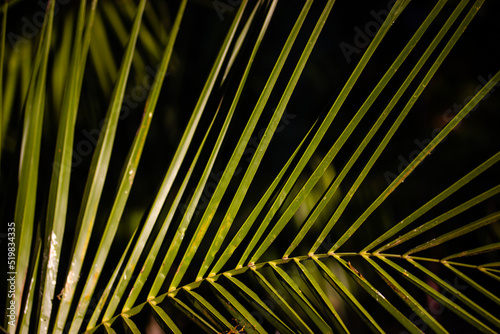 Green palm tree leaves on black background. Exotic foliage dark backdrop. Coconut leaf deep in a jungle  wild forest woods. Tropical wallpaper. Floral pattern  textures. Real macro photo of nature.