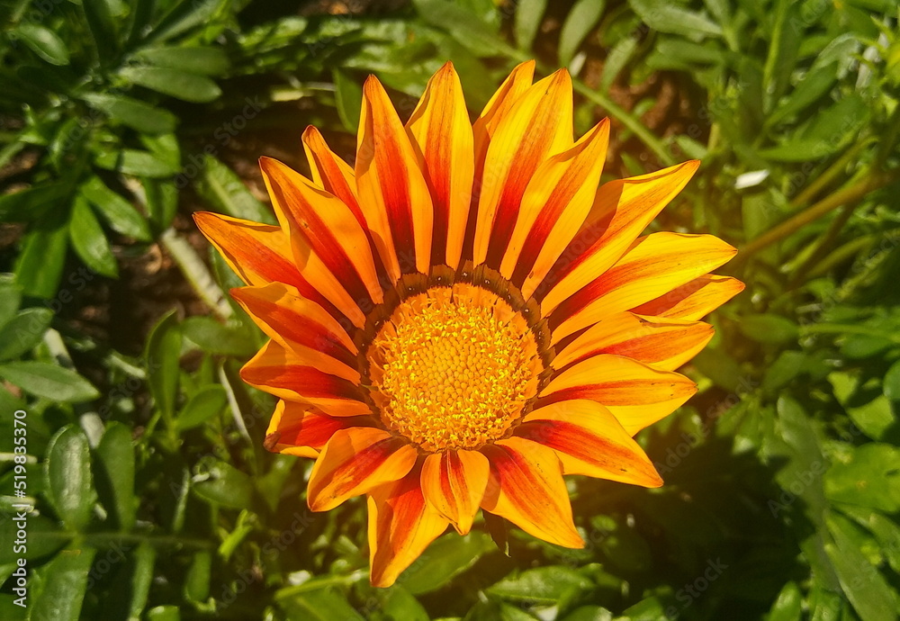yellow flower in the garden yellow flower in the garden