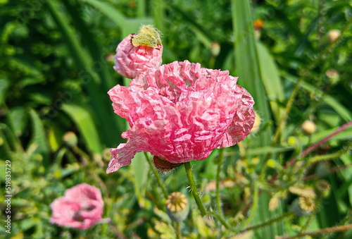 pink poppy  flower