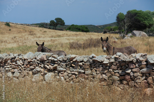 two wild donkeys in the pen near santa teresa gallura from sardinia photo