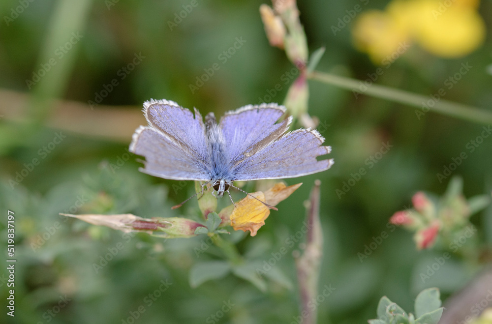 A beautiful butterfly (named Bläuling) on yellow plant A beautiful butterfly (named Bläuling) on yellow plant