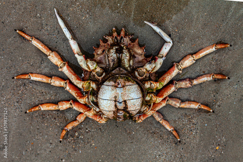 dead crab on sand background on the beach