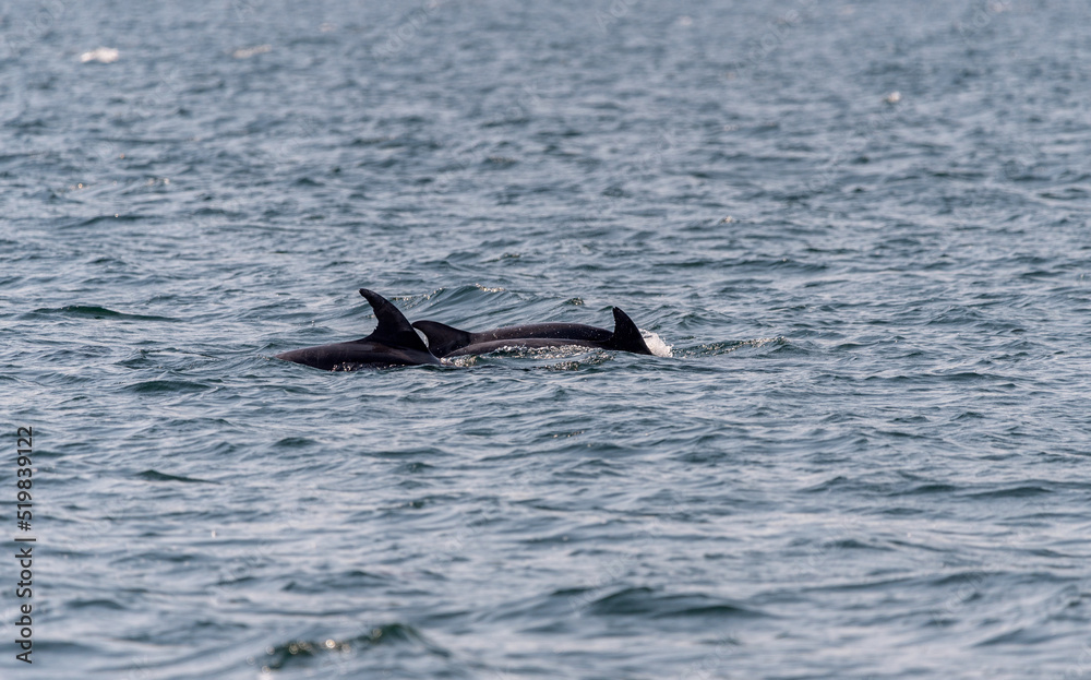 Obraz premium pair of dolphins swimming in Vigo bay in summer
