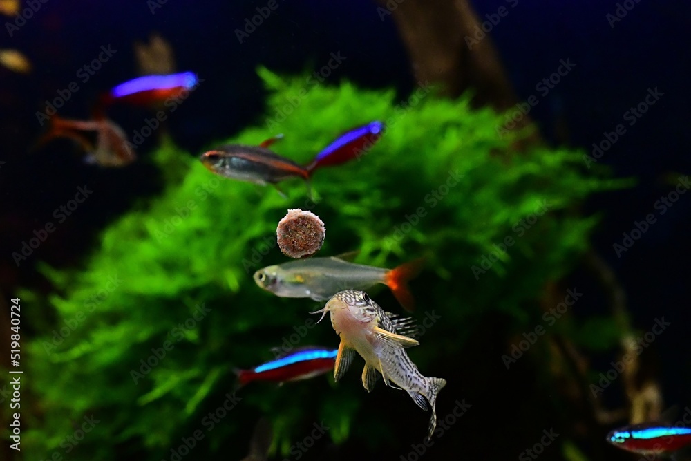 Ryby akwariowe karmione tabletką. Na pierwszym planie kirysek Sterby (Corydoras Sterbai) - obrazy, fototapety, plakaty 