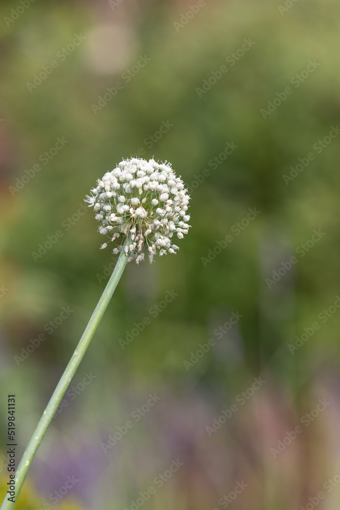 Onion white flower closeup in the garden Onion white flower closeup in the garden