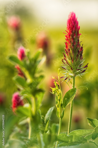 Blüte des Blutklees