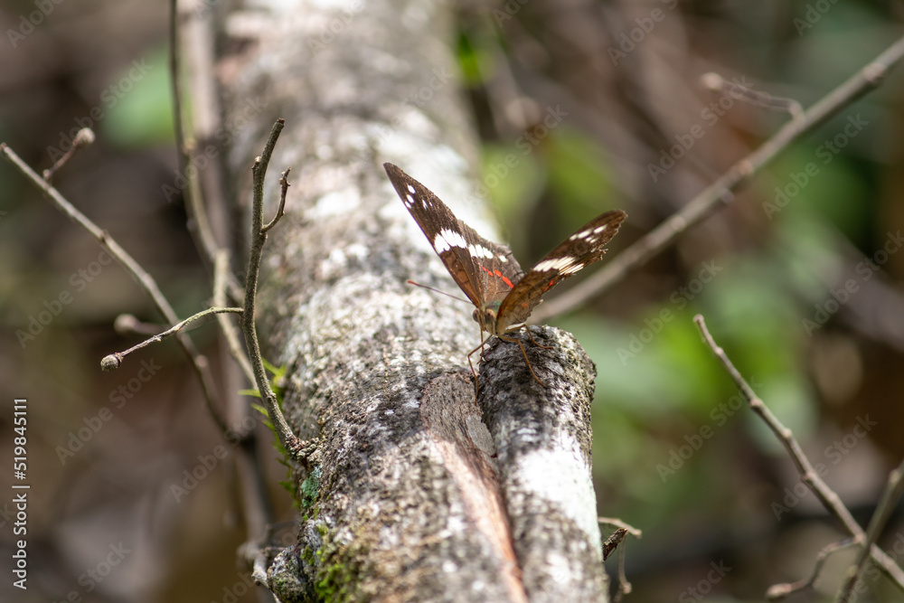 Mariposa al aire libre Mariposa al aire libre