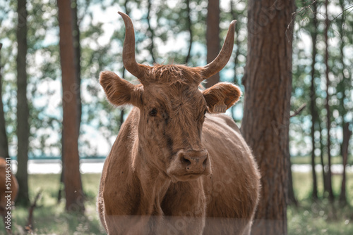 Beef cow is eating hay, blonde aquitane, portrait of head and front view and far horizon, under a blue evening sky in Holland. photo