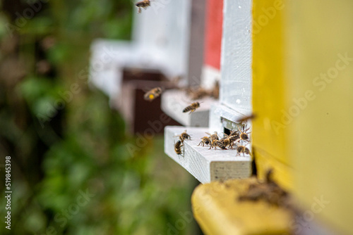 Honeybees enter and exit the bee hive