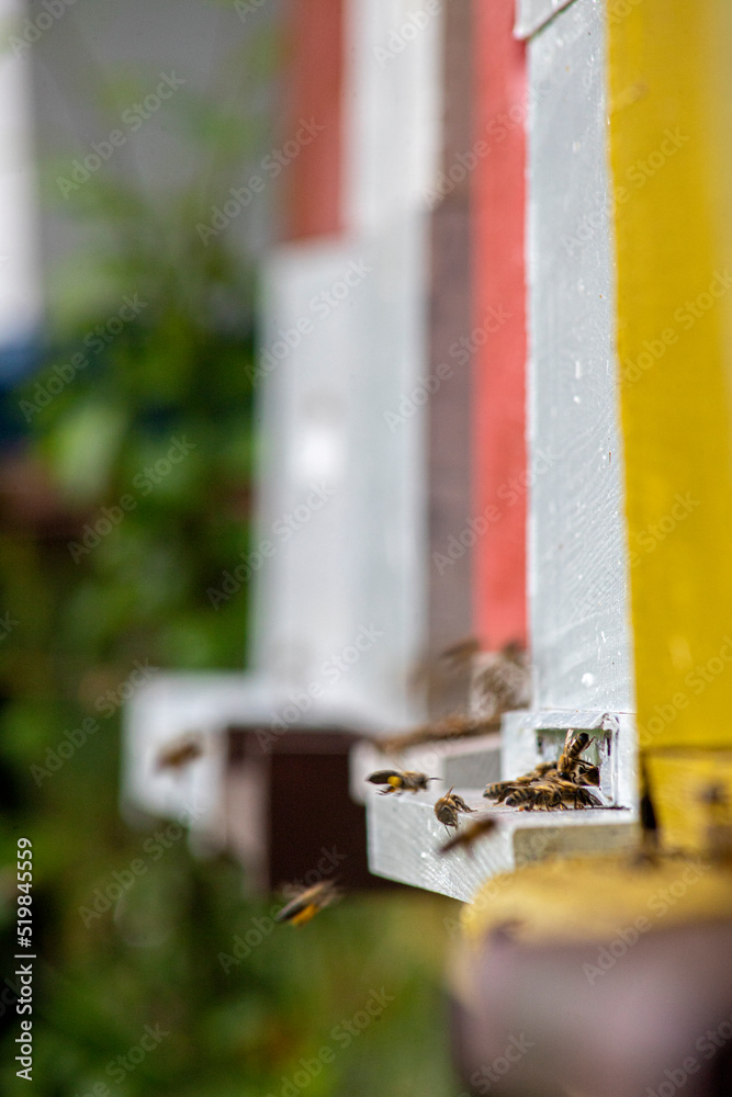 Honeybees enter and exit the bee hive Honeybees enter and exit the bee hive