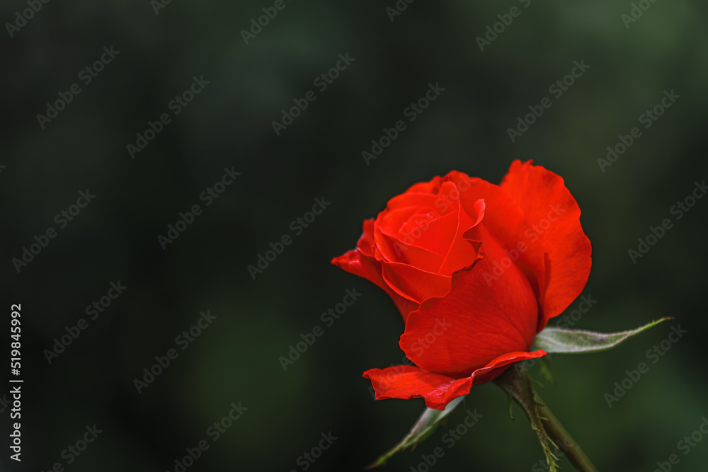 Red rose flower in the garden on bokeh background.Close-up Red rose flower in the garden on bokeh background.Close-up