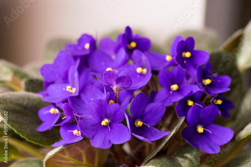 Potted African Violet (Saintpaulia ionantha) isolated on white background