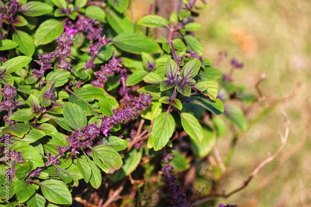 Photograph of a beautiful purple basil in the garden. Photograph of a beautiful purple basil in the garden.