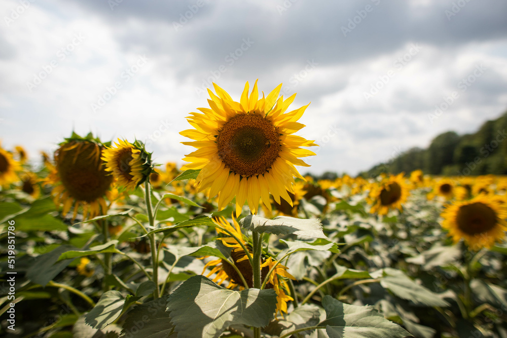 bright field of sunflowers