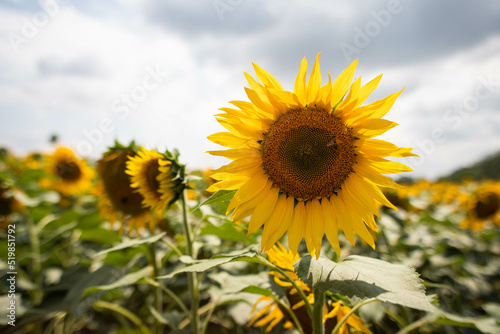 bright field of sunflowers