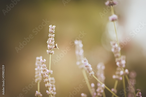 Lavendel mit einem Insekt. © Jolanthe