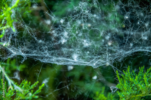 The spider sits on a web on a green bush
