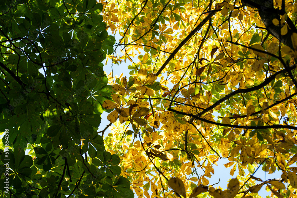 Obraz premium Bäume und Himmel