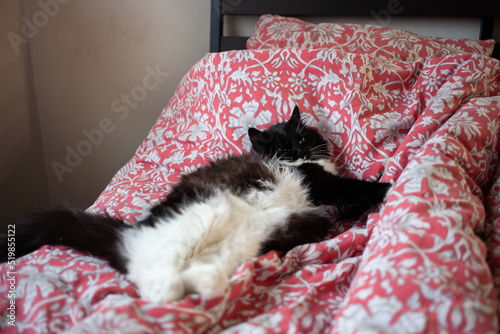 a fat black and white cat sleeps in an unmade bed with a red sheet