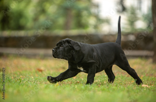 Cane Corso puppies walking in the park