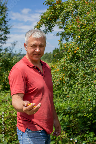 A man picks a yellow plum on a green tree. Branches with ripe yellow fruits of cherry plum. Cherry plum with fruits growing in the garden