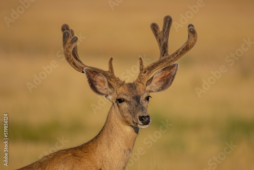 mule deer buck in the grass