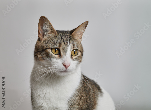 CAT PLAYING IN WHITE BACKGROUND